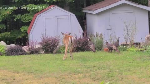 Wild turkeys frightened the deer