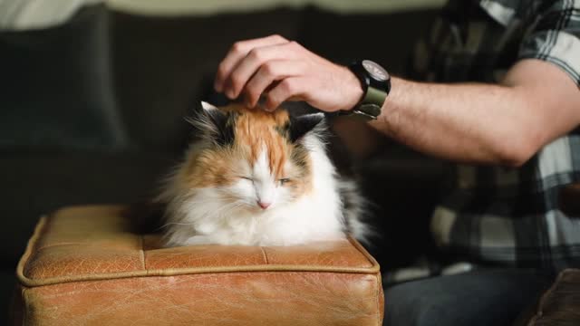 Shaking my hand in the soft hair of my cat