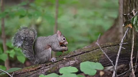 Video of a cute squirrel peeling and eating in a forest