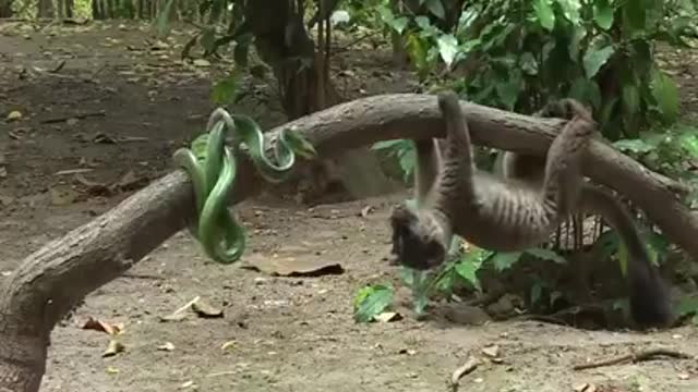 Vesel vs snake