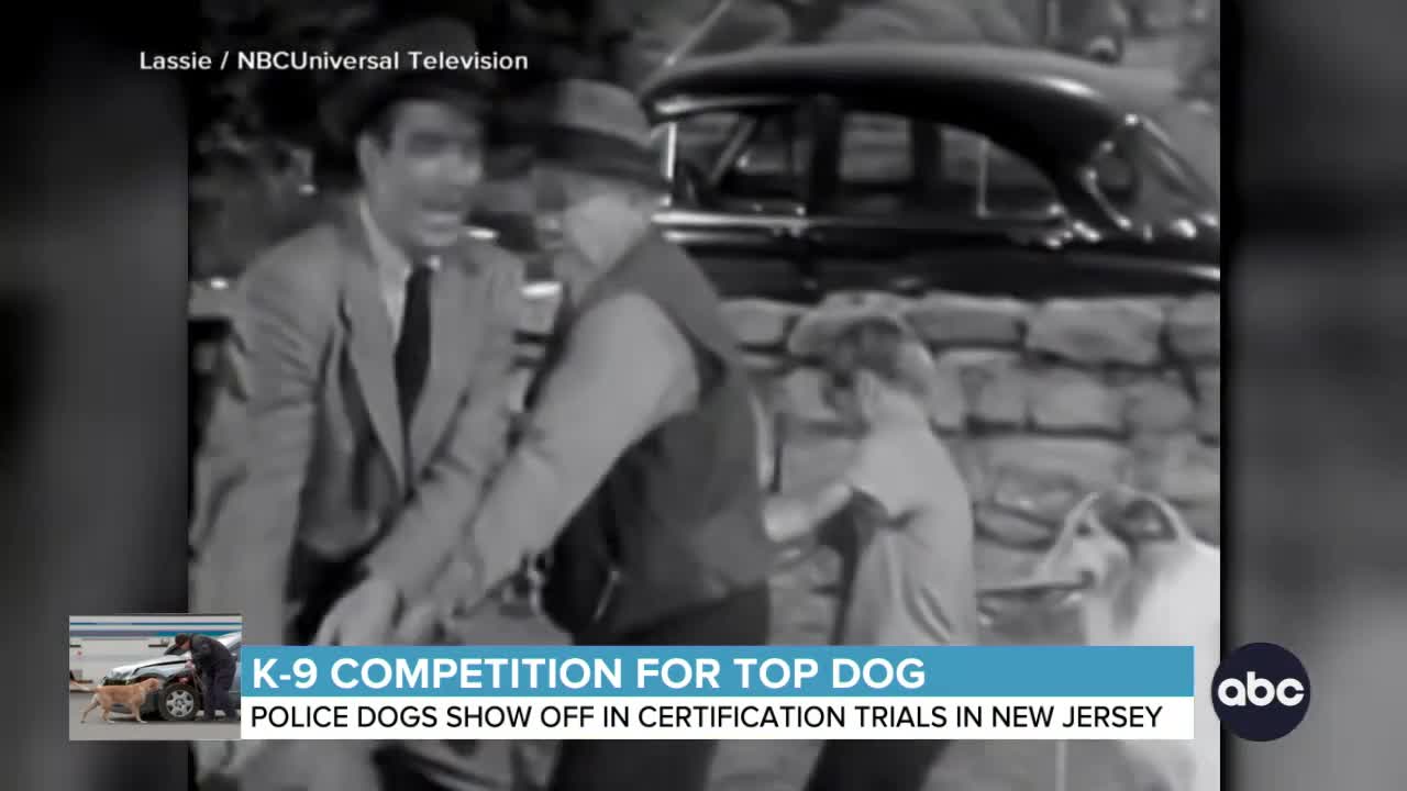 K-9 competition for top dog