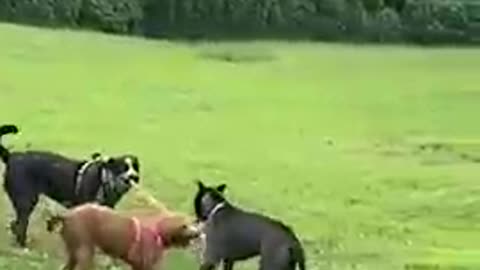 Dog funny video