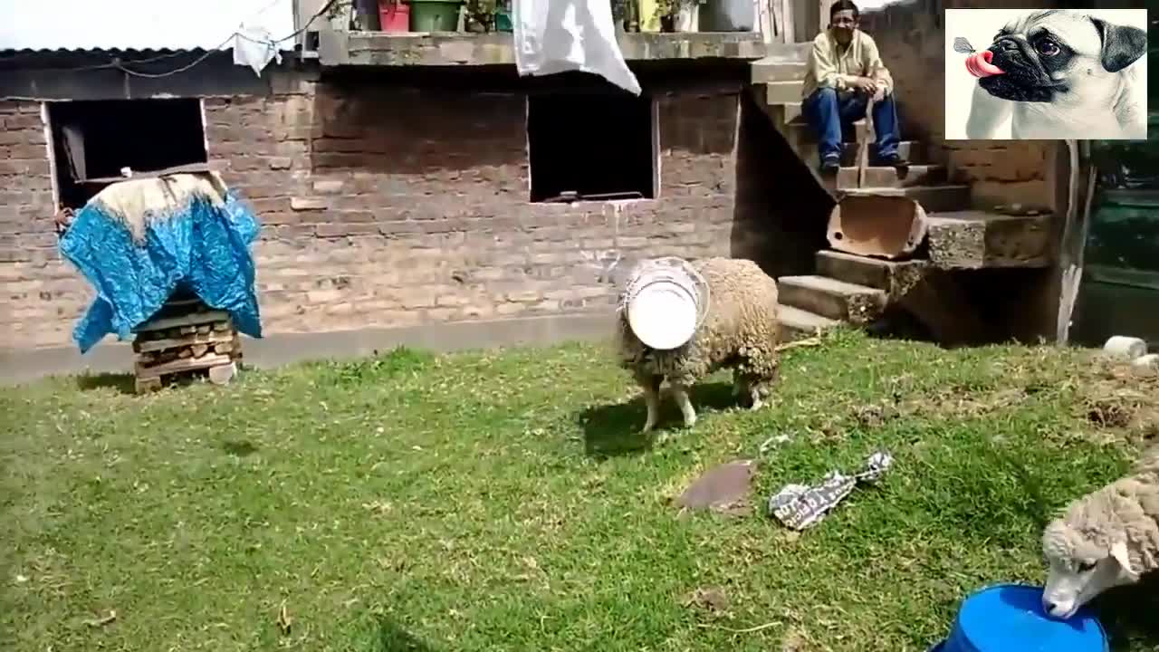 Funny Sheep Attacking People Compilation !!!