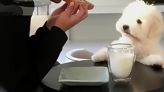 The puppy is eager for its master to eat food