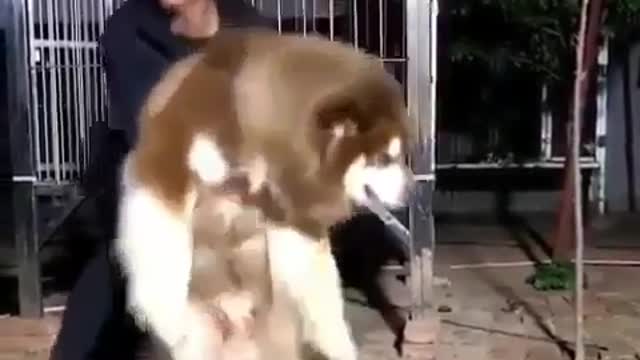 Funny Dog Videos 2021 It's time to LAUGH with Dog's life181