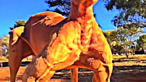 Butiful animals