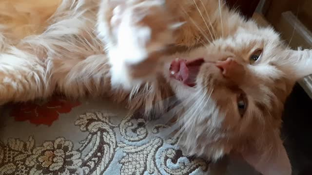 The cute cat makes amazing sounds when it yawns