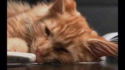 cute cat. beatiful loving pet.