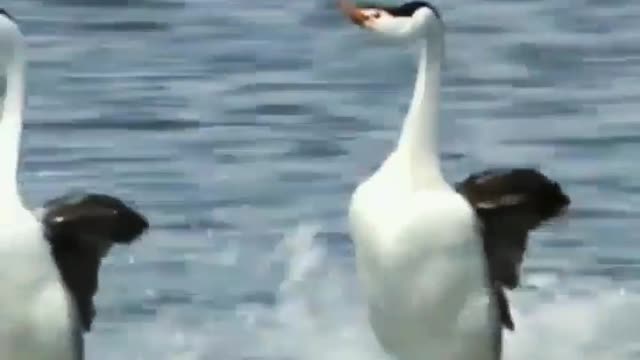 Swans dance in the water