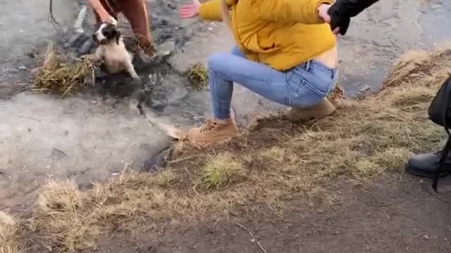 Dog Rescued After Falling Through Thin Ice