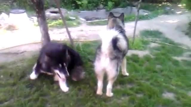 Alaskan Malamute Playing