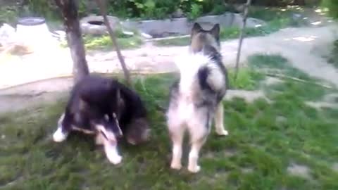 Alaskan Malamute Playing