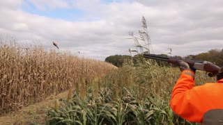 Heavy Cover Pheasants