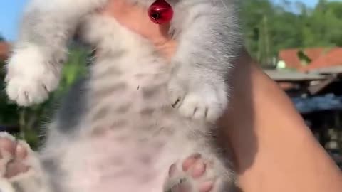 Lucunya kucing bisa ketawa... 🤣🤣🤣
