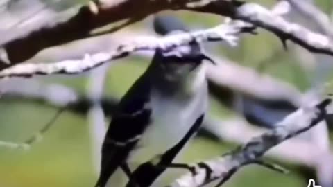 Funny Animal Video #funny,#funnyanimals,#funnyvideos