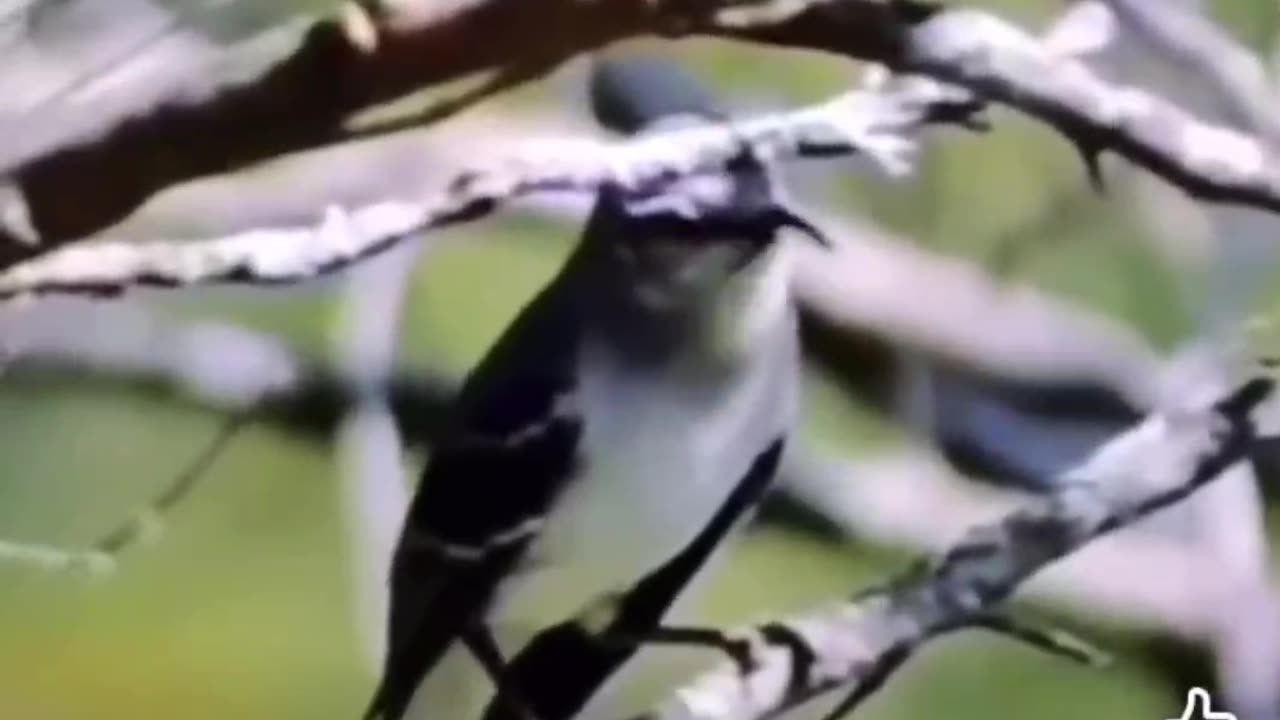 Funny Animal Video #funny,#funnyanimals,#funnyvideos