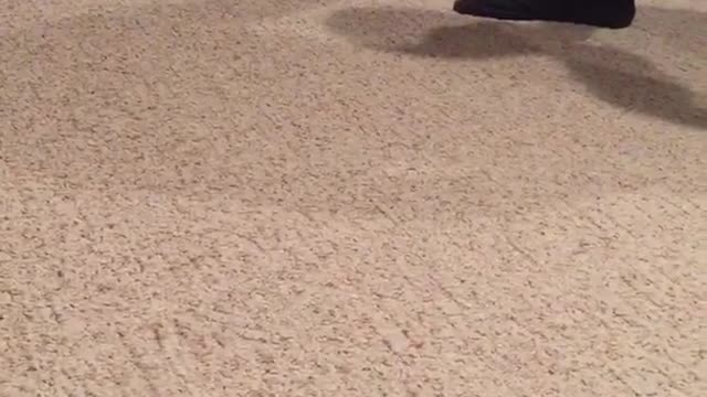 Black and white dog dragged on carpet by toy