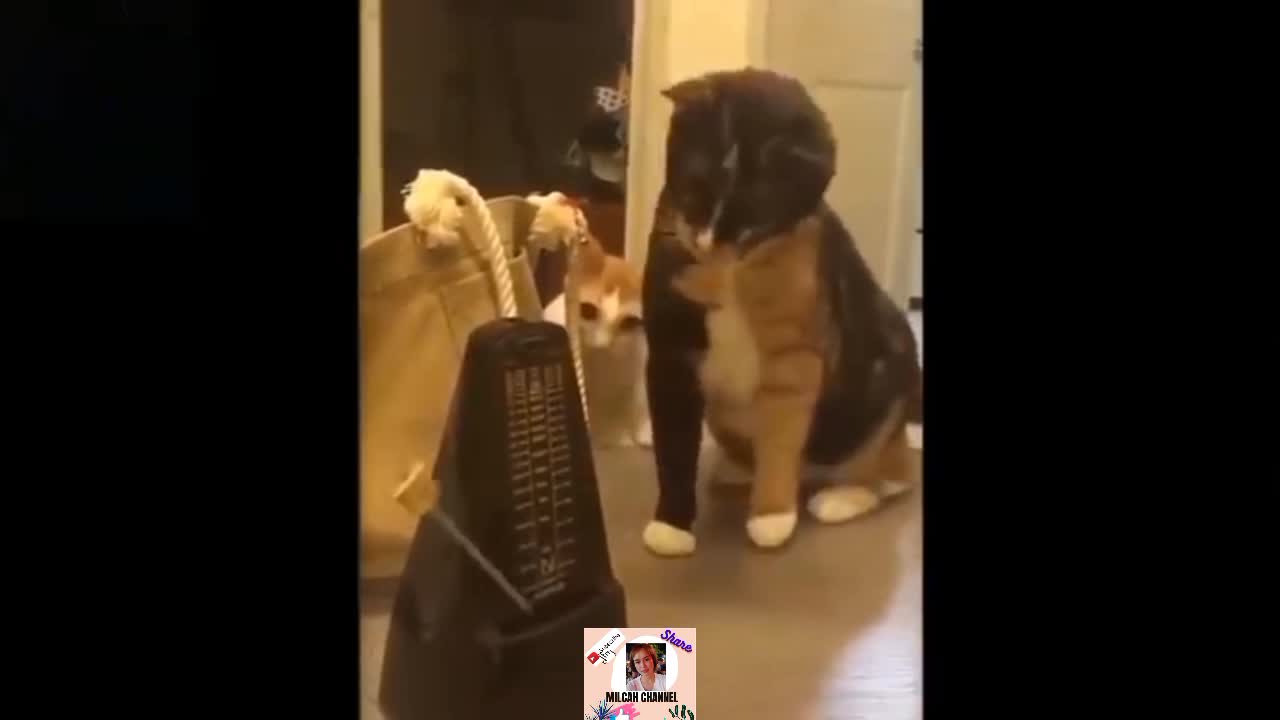 Cute And Funny Pets | Try Not To Laugh To These Pets Compilation