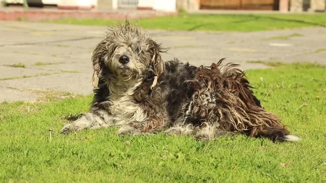 Beautyful pet dog