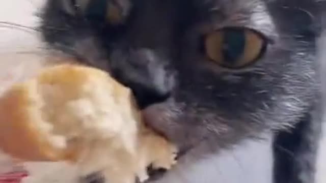 Cat not helping with the shopping