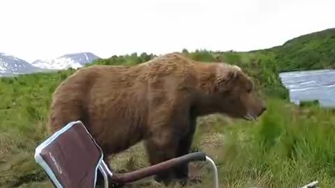 bear sits next to guy