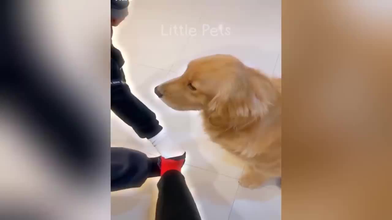 Funny animal 2023🤣🤣best cat vibe