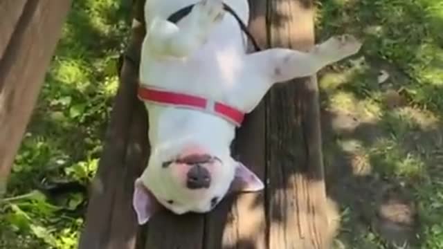 Baby Dogs 🐶 Cute and Funny Dog Videos Puppy Dogs Compilation