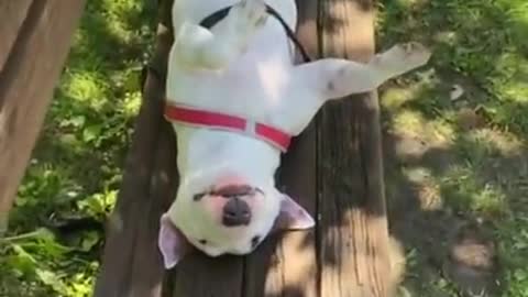 Baby Dogs 🐶 Cute and Funny Dog Videos Puppy Dogs Compilation