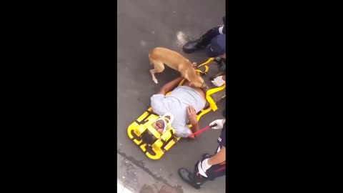Emotional dog video to make a man cry