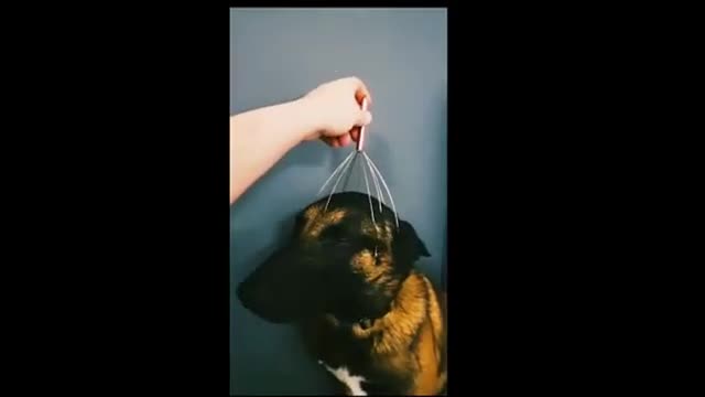 Funniest Animals Compilation Don't try to hold back Laughter Funny Animals Life
