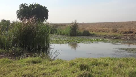 Nairobi national park, Kenya in 4k Ultra HD