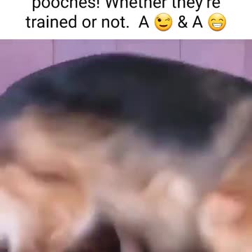 A girl who is upset and the dog wants to cheer her up