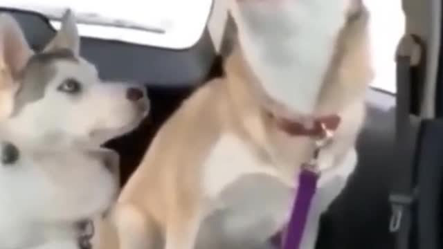 Why does it keep sneezing?