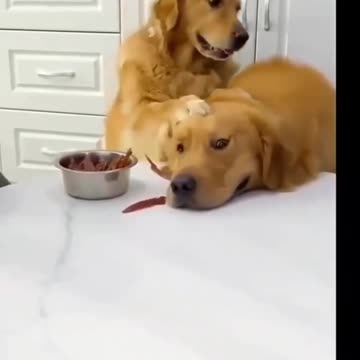 So cute 🥰 Dog are not eating food 😆 |Funny animal videos| try not to laugh