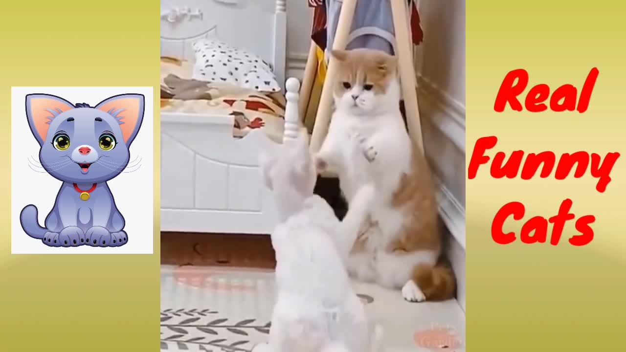 Real Funny Cats Compilation,Try Not To Laugh 😂😂