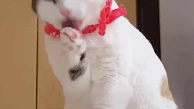 Cute 🐈 cat video