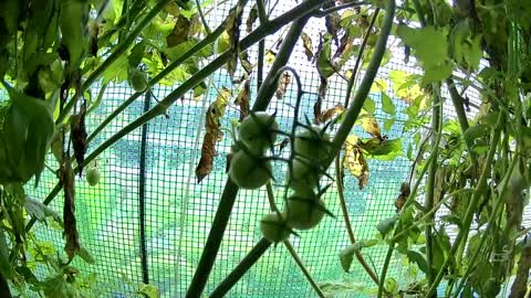 Cherry Tomato Growth Timelapse