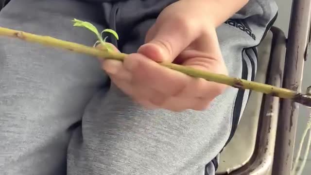 Science Project Willow Tree