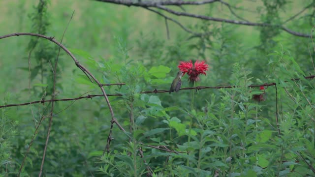 Great video of hummingbird sucking flower nectar closely