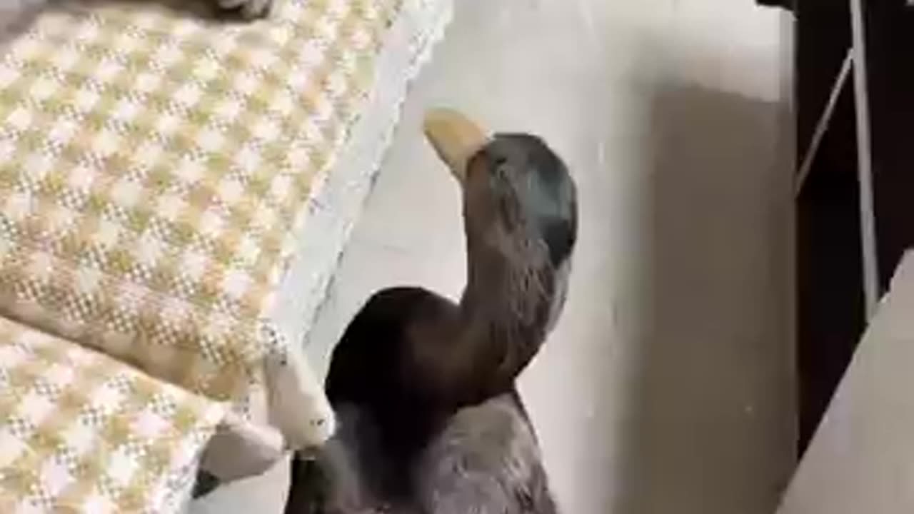 Cat and Duck fight