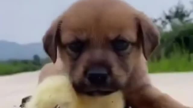 Funny way video of pets