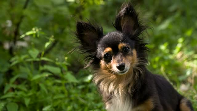 Cute dog looking at the camera with curiosity