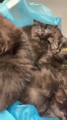 Gatita callejera decide confiar y vuelve con sus bebés al hogar que un día fue amable con ella