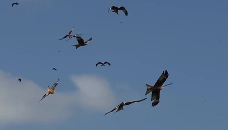 birds