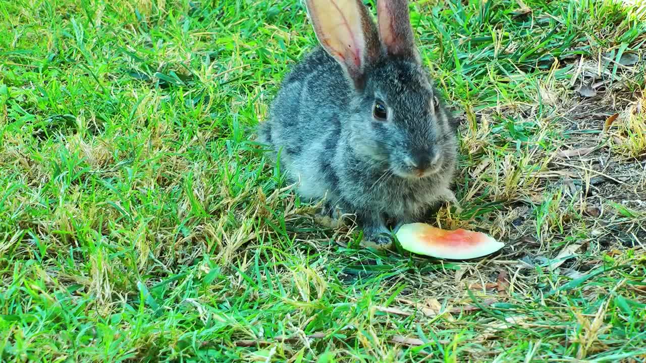 wild rabbit eating watermelon in the grass