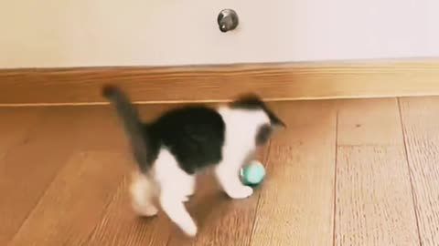 Cat funny video cat funny moment cat & dog funny video.