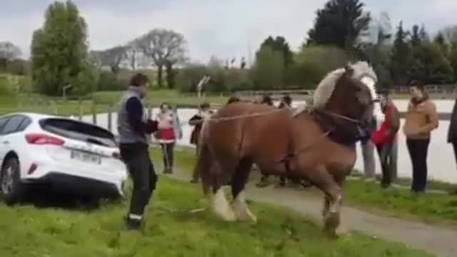 a beautiful pony vs a car, who has more strength?