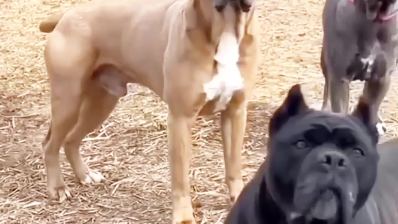 Dogs very dangerous ππππ»