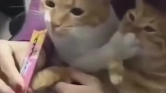 funny bright smile on cats 2021