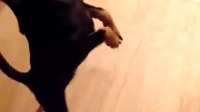 Funny Things | Funny Videos | Chihuahua small dog dancing